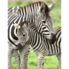 amore di zebra - puzzle 300 pezzi xxl