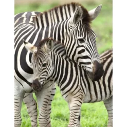 amore di zebra - puzzle 300 pezzi xxl