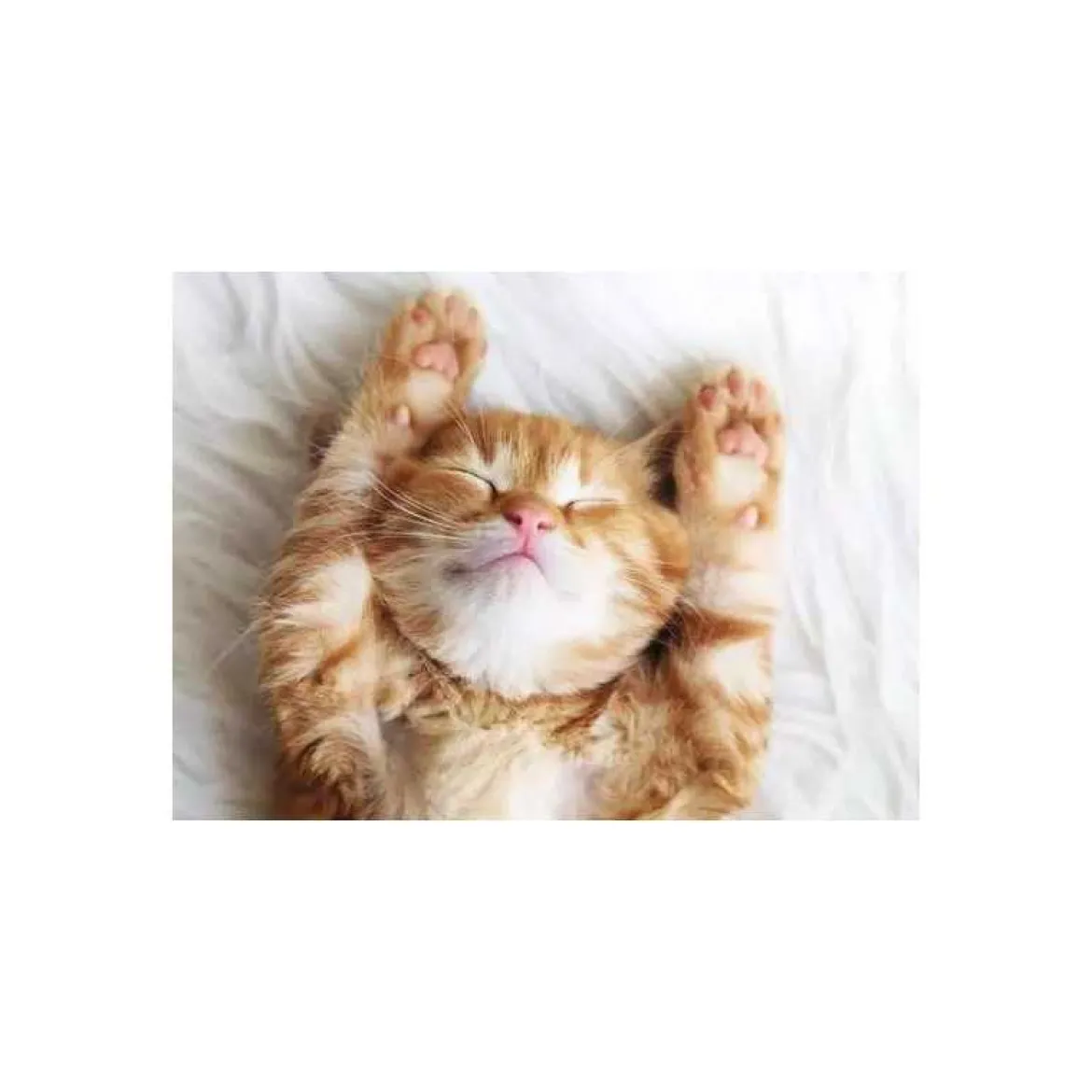 cucciolo di gatto - puzzle 500 pezzi