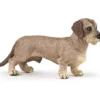 dachshund