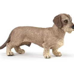 dachshund