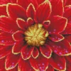 dahlia - diamond dotz intermediate dd5.037 30x30.5cm