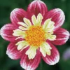 daisy-a-day - diamond dotz intermediate dd5.040 30x30.5cm