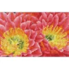 desert blooms - diamond dotz squares dq9.009 52x32cm