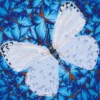 flutter by white - diamond dotz intermediate dd5.021 30.5x30.5cm