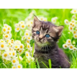 gattino nel prato - puzzle 500 pezzi