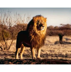 il leone, re degli animali - puzzle 1500 pezzi