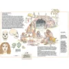 inventario illustrato della preistoria. ediz. a colori