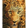 jaguar prowl - diamond dotz intermediate dd6.005 27.5x35.5cm