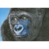 kibali western lowlands gorilla - diamond dotz advanced dd15.018 100x65cm