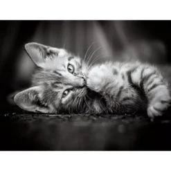 kitty - puzzle 1000 pezzi high quality collection