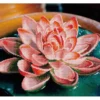 lotus - diamond dotz advanced 49387 37x42cm