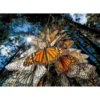national geographic - farfalle - puzzle 1000 pezzi