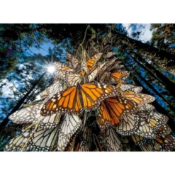 national geographic - farfalle - puzzle 1000 pezzi