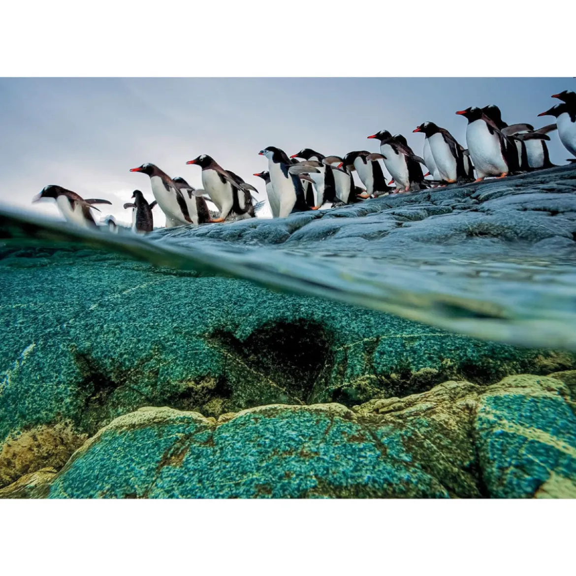 national geographic - pinguini - puzzle 1000 pezzi