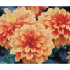 peach dahlias - diamond dotz squares dq9.004 45x35cm