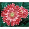 pink gerberas - diamond dotz squares dq10.001 50x40cm