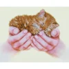 precious kitten - diamond dotz intermediate dd7.011 52x40cm