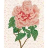 rose blush - diamond dotz intermediate dd9.052 40x50cm