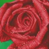 rose dew - diamond dotz intermediate dd5.039 30.5x30.5cm