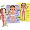 sapientino montessori - il corpo umano