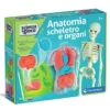 scienza & gioco lab - anatomia scheletro e organi