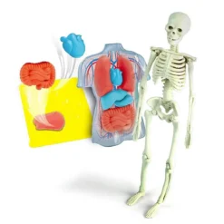 scienza & gioco lab - anatomia scheletro e organi