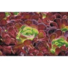succulents - diamond dotz squares dq9.008 52x32cm