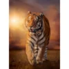 tiger - puzzle 1500 pezzi high quality collection