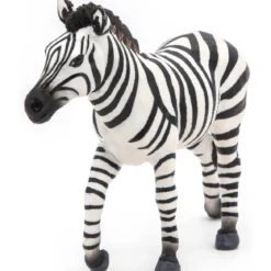 zebra maschio