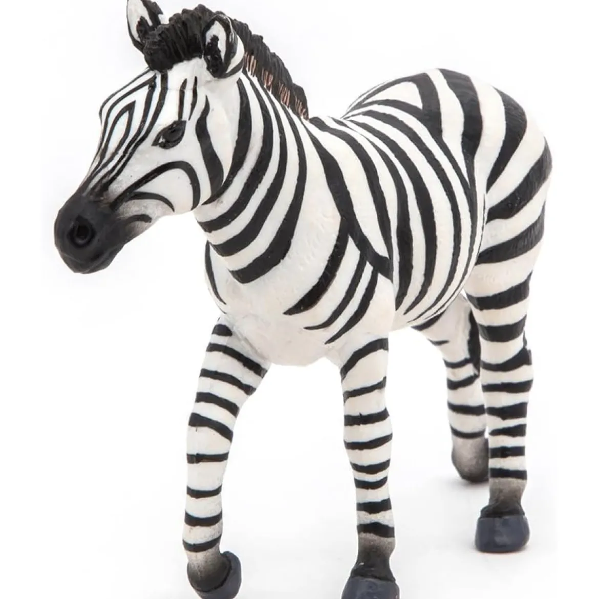 zebra maschio