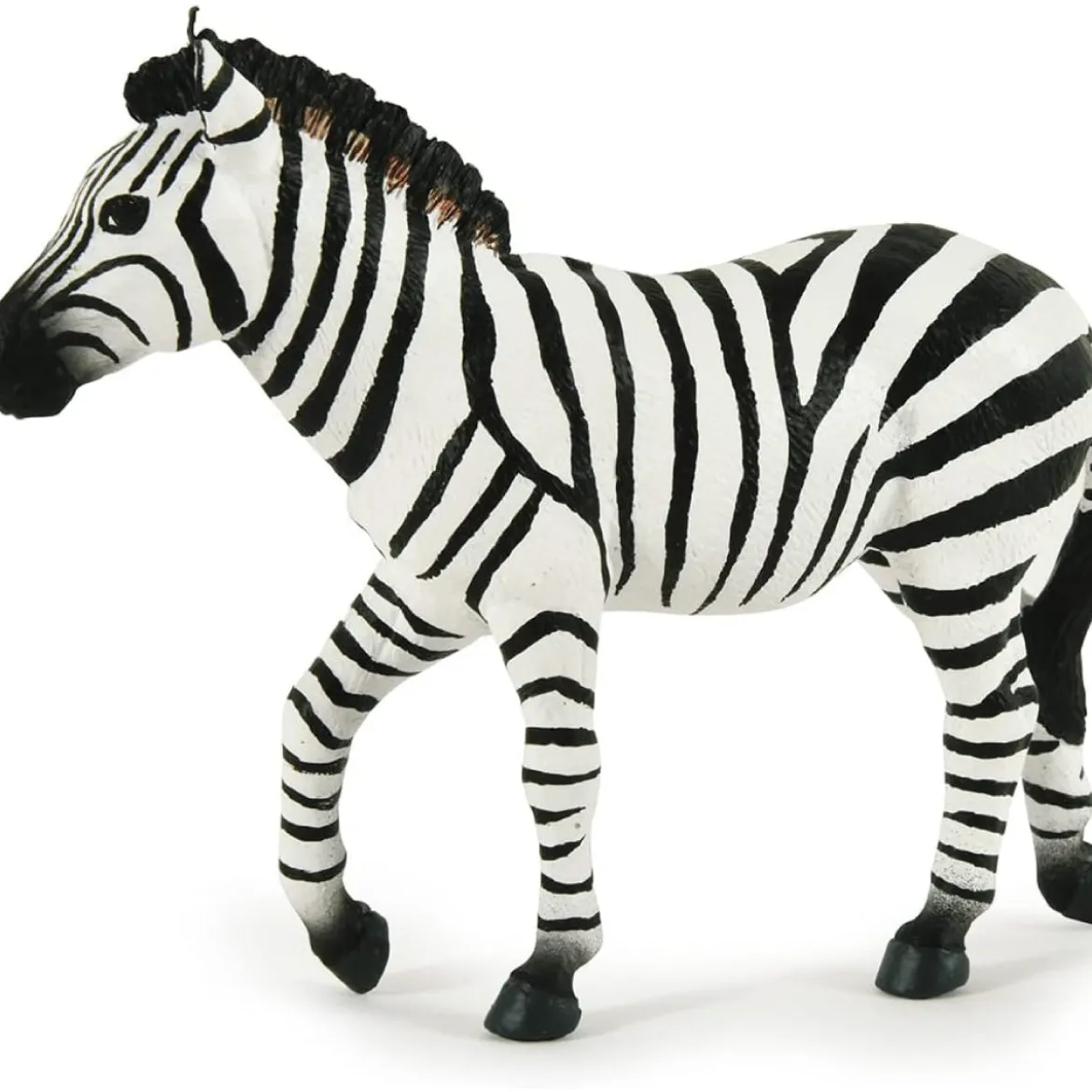 zebra maschio